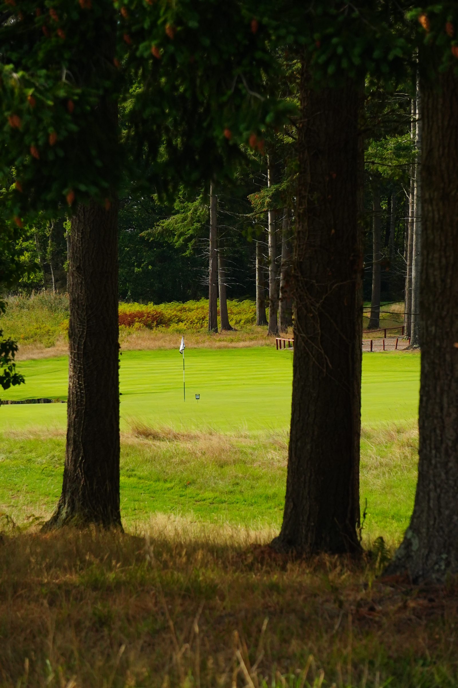 Tee flag through trees